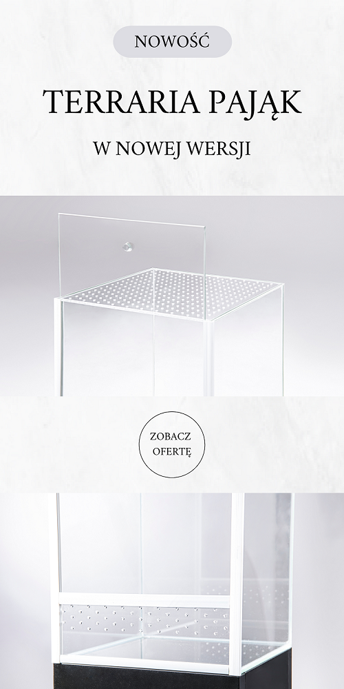 Terraria pająk nowe