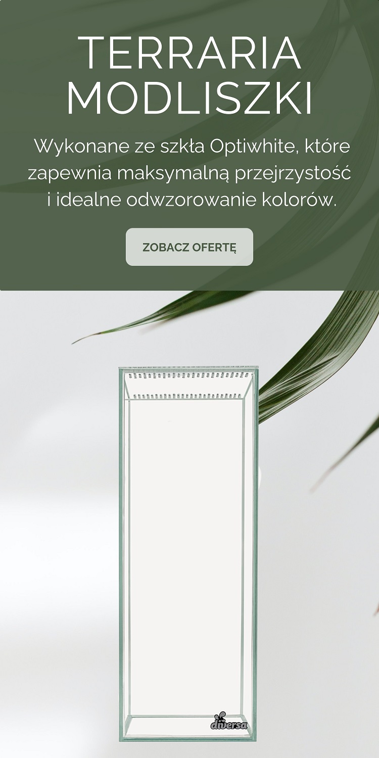 Terraria dla modliszek