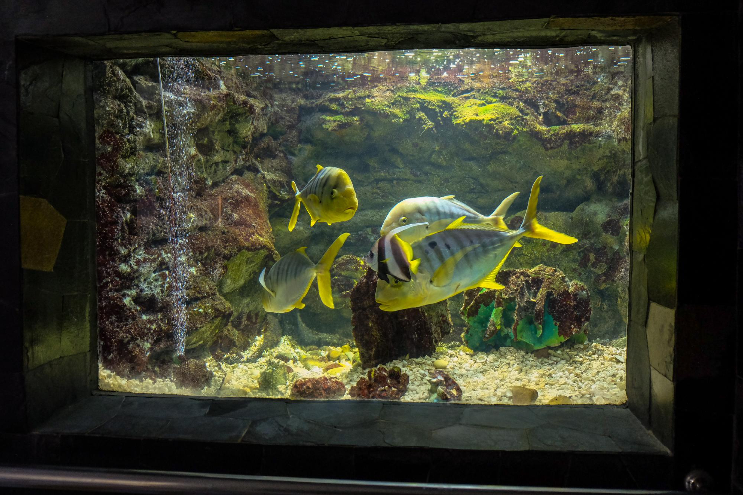 Jak napowietrzyć wodę w akwarium?