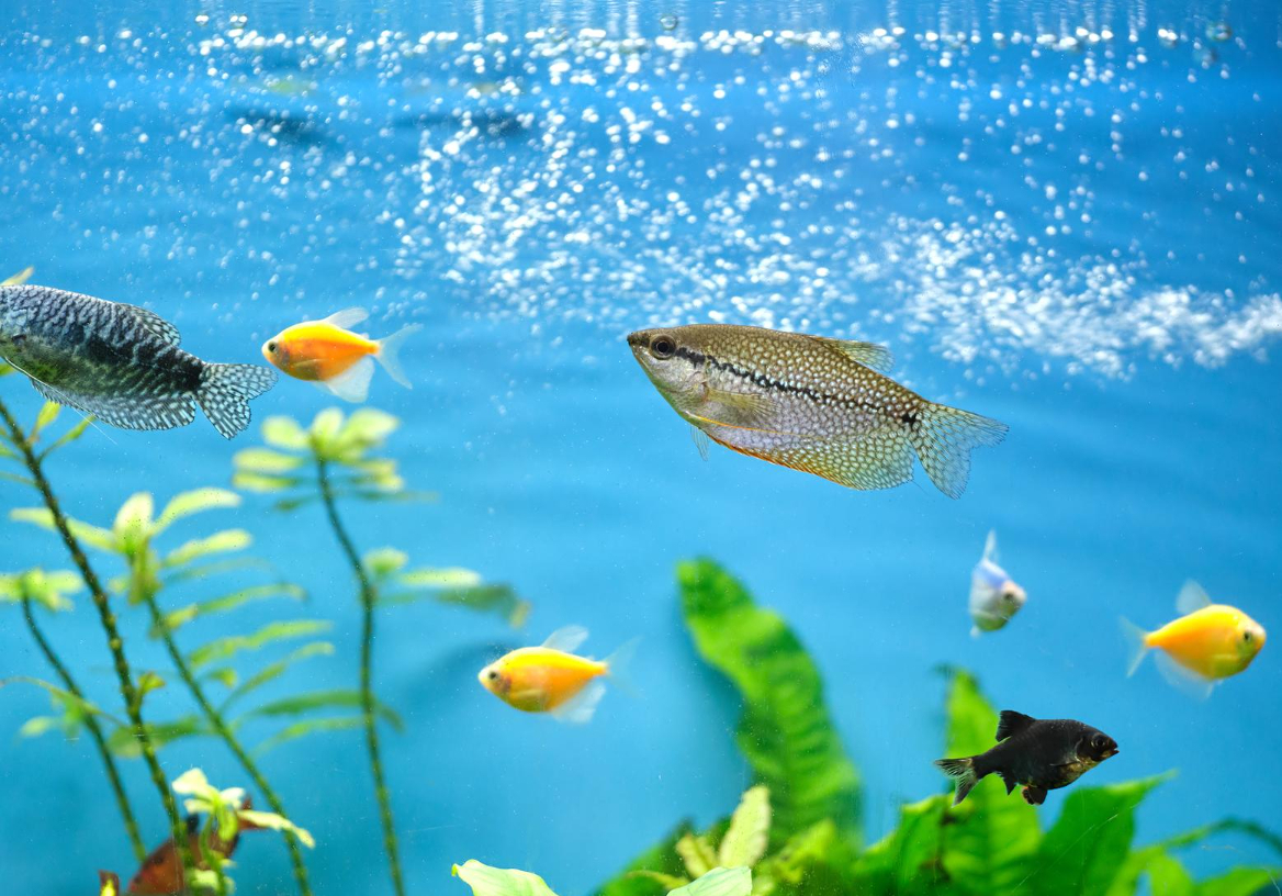 Jak wybrać filtr do akwarium?