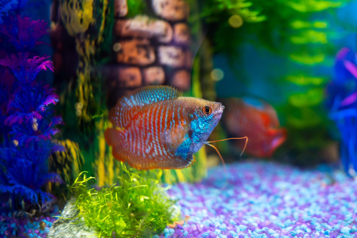 Jaka grzałka do akwarium? Doradzamy przy wyborze!