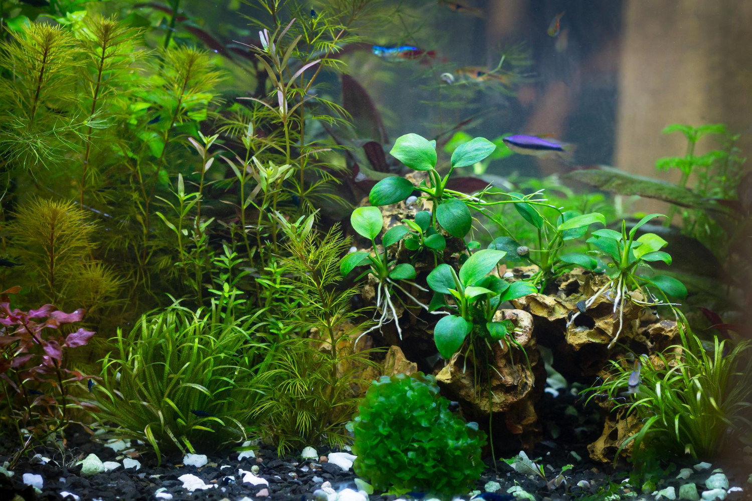 Aquascaping - czyli jak aranżować akwaria?