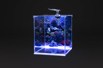 Zestaw akwarystyczny, startowy dla początkujących 31,5l NEO LIGHT 30 z LED Intenso 6,7W oraz dodatkowym oświetleniem nocnym, filtrem wewnętrznym Claro 300 i grzałką z regulacją 25W