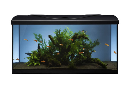 Zestaw akwarystyczny, startowy dla początkujących 112l Startup 80x35x40  LED Expert 16W z filtrem wewnętrznym Claro 1000 i grzałką z regulacją 100W